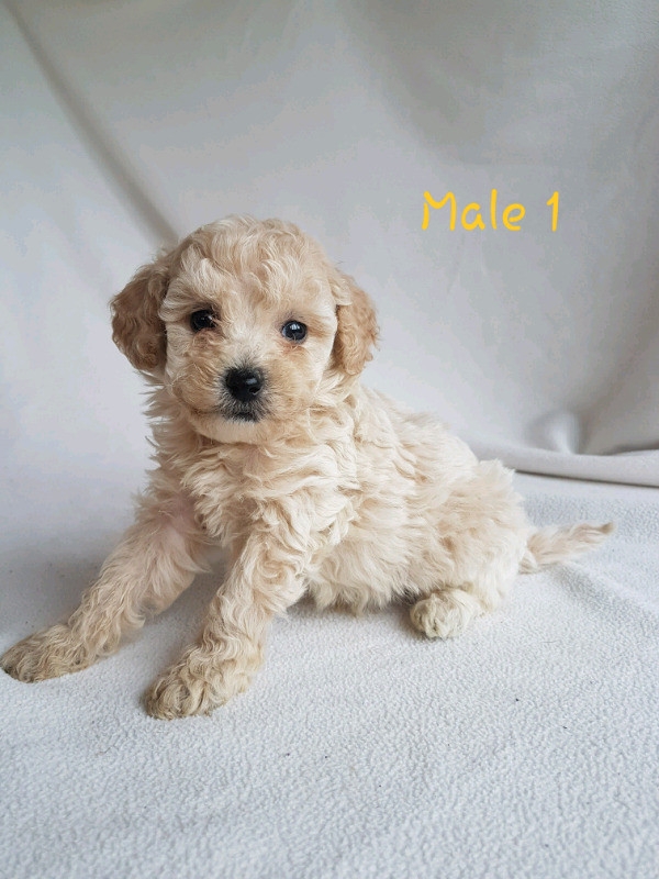 Maltipoo puppies (maltese x poodle)