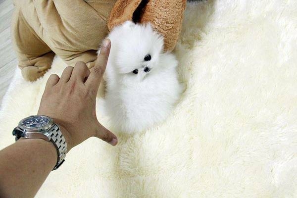  Beautiful Pomeranian Puppies For Your Home **!