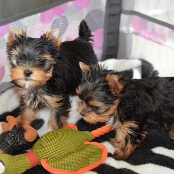 Yorkie puppiesmale and female for adotion