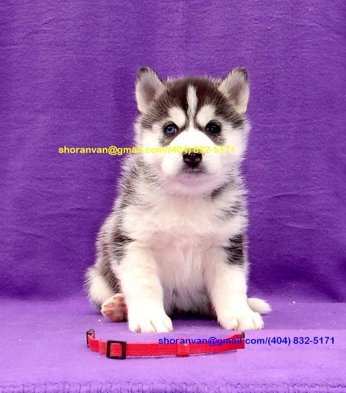 Siberian husky puppies 404x832x5171